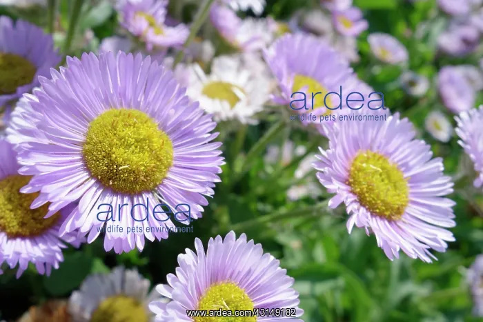 : Fleabane, Erigeron Prosperity, Mauve coloured petals with : Fleabane, Erigeron Prosperity, Mauve coloured petals with