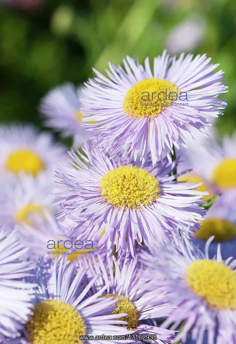 : Fleabane, Erigeron Prosperity, Several mauve daisy : Fleabane, Erigeron Prosperity, Several mauve daisy