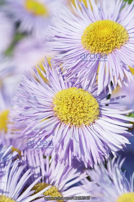 : Fleabane, Erigeron Prosperity, Several mauve daisy : Fleabane, Erigeron Prosperity, Several mauve daisy