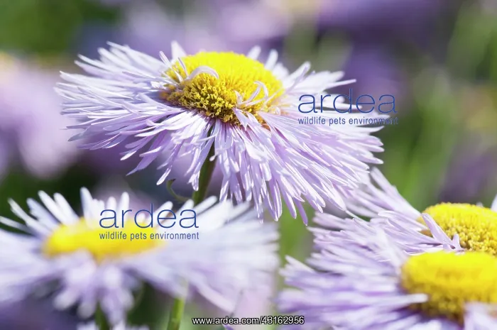 : Fleabane, Erigeron Prosperity, Several mauve daisy : Fleabane, Erigeron Prosperity, Several mauve daisy