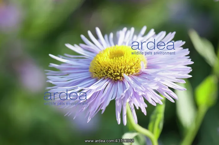: Fleabane, Erigeron Prosperity, Several mauve daisy : Fleabane, Erigeron Prosperity, Several mauve daisy