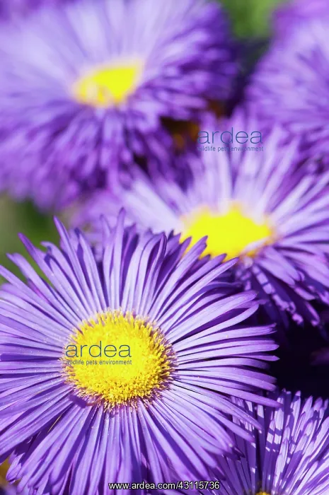 : Fleabane, Erigeron Sommerabend, Close view of : Fleabane, Erigeron Sommerabend, Close view of