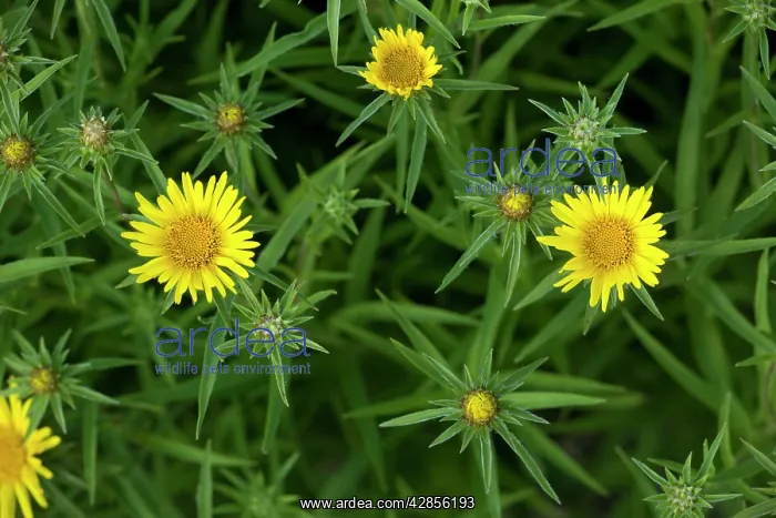 : A fleabane in flower : A fleabane in flower