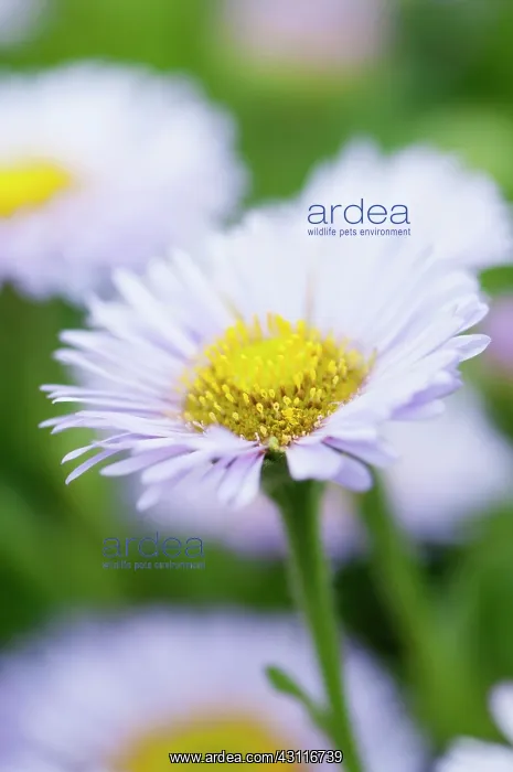 : Fleabane, Pale Purple Beach Aster, Erigeron glaucus : Fleabane, Pale Purple Beach Aster, Erigeron glaucus