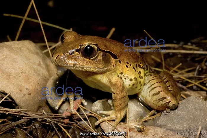 : Fleay's barred frog : Fleay's barred frog