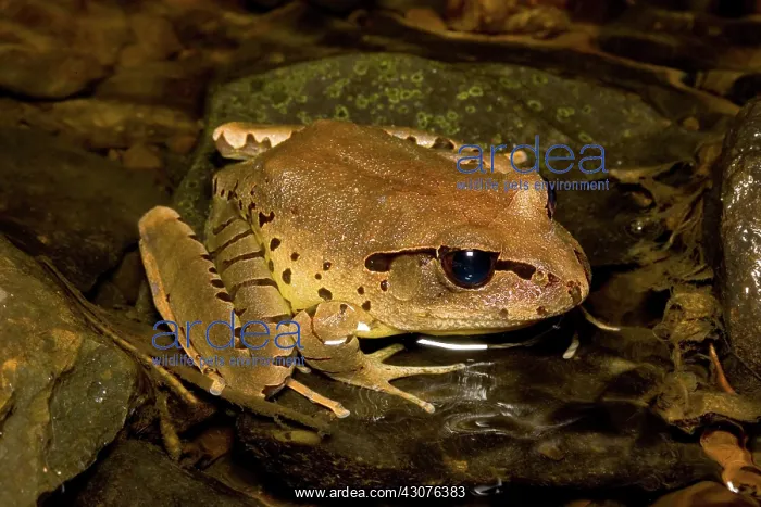 : Fleay's barred frog : Fleay's barred frog