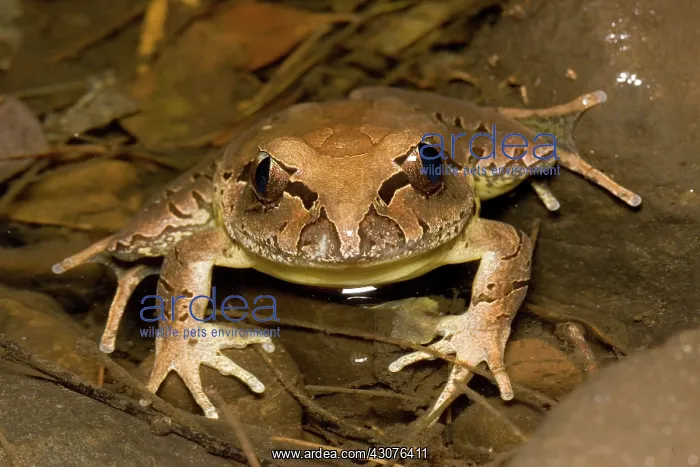 : Fleay's barred frog : Fleay's barred frog