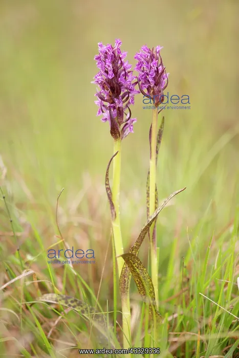 : Flecked Marsh Orchid : Flecked Marsh Orchid