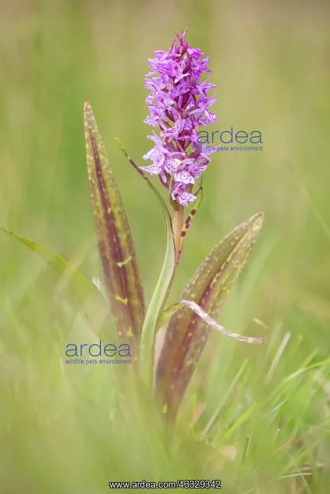: Flecked Marsh Orchid : Flecked Marsh Orchid