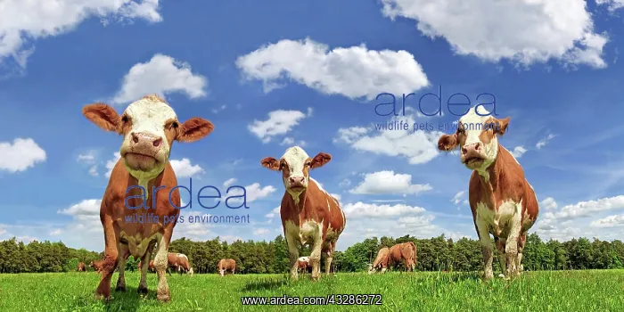 : Fleckvieh cattle, dairy cows in a lush meadow, clouds : Fleckvieh cattle, dairy cows in a lush meadow, clouds