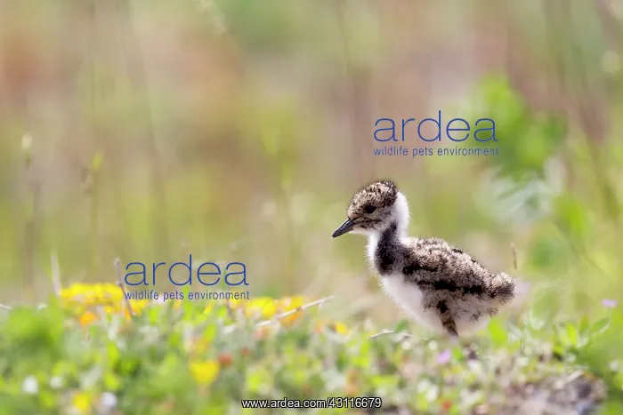 : fledgeling of a Lapwing (Vanellus vanellus) : fledgeling of a Lapwing (Vanellus vanellus)
