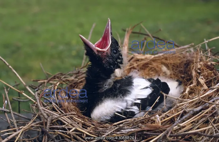 : Fledgling Whitebacked Magpie : Fledgling Whitebacked Magpie