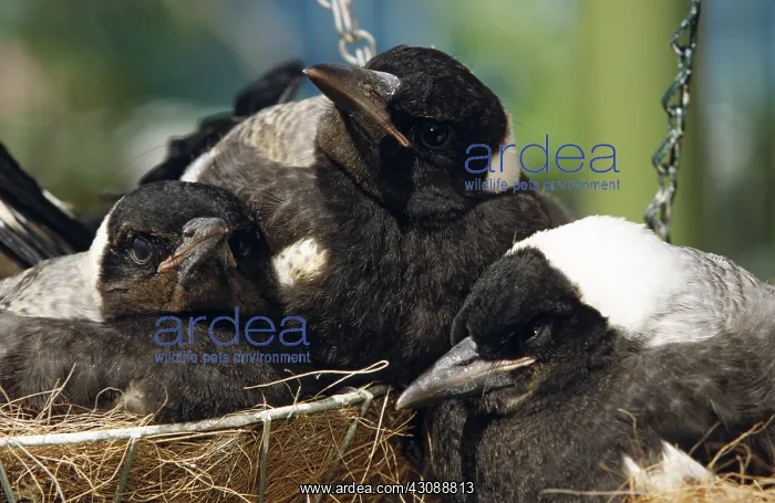 : Fledgling Whitebacked Magpies : Fledgling Whitebacked Magpies