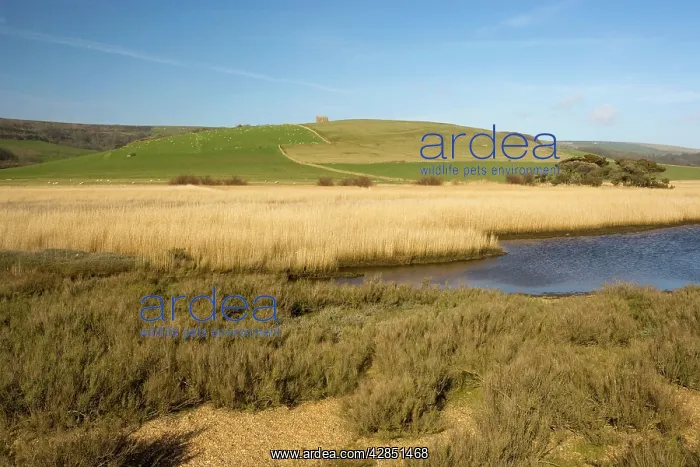 : The Fleet, Chesil Beach near Abbotsbury : The Fleet, Chesil Beach near Abbotsbury