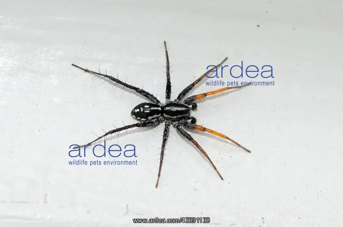 : Fleet Footed Spider (Nyssus coloripes), Corinnidae : Fleet Footed Spider (Nyssus coloripes), Corinnidae
