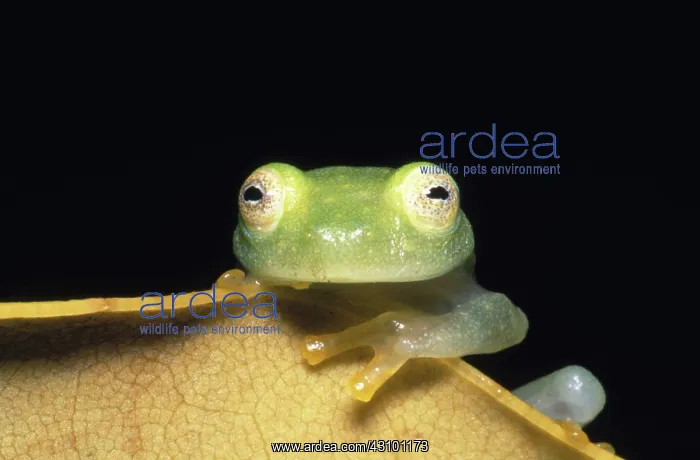: Fleischmann's Glass Frog : Fleischmann's Glass Frog
