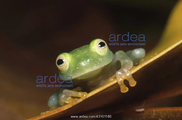 : Fleischmann's Glass Frog : Fleischmann's Glass Frog