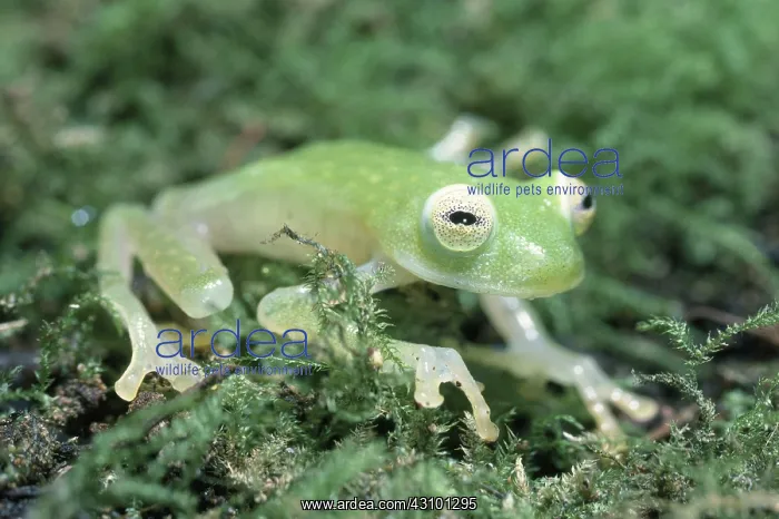 : Fleischmann's Glass Frog : Fleischmann's Glass Frog