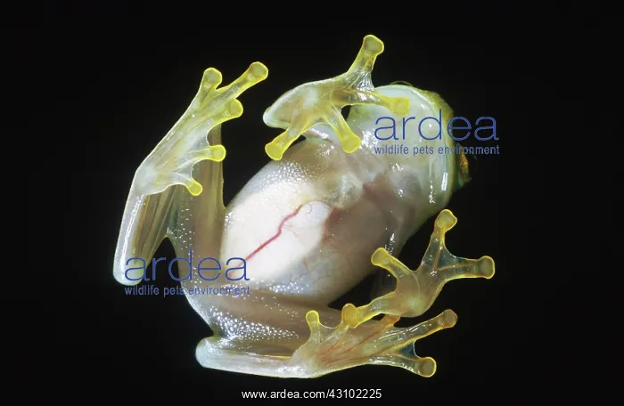 : Fleischmann's Glass Frog : Fleischmann's Glass Frog