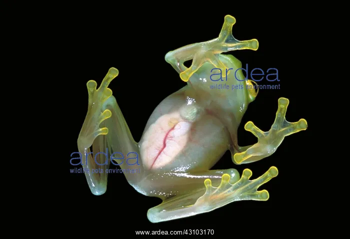 : Fleischmann's glass frog : Fleischmann's glass frog