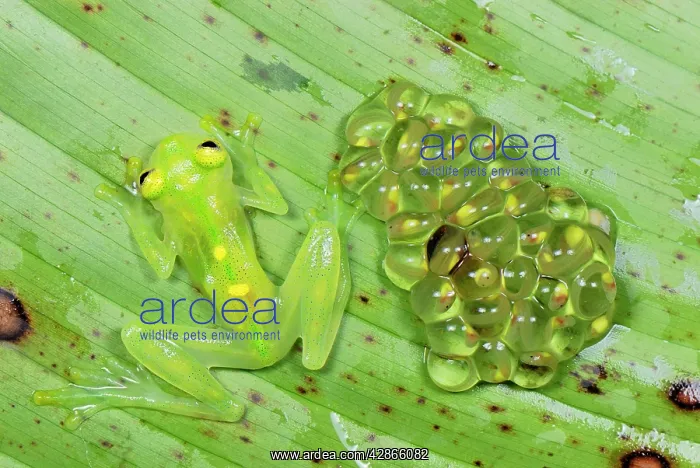 : Fleischmann's Glass Frog - female with her fully : Fleischmann's Glass Frog - female with her fully