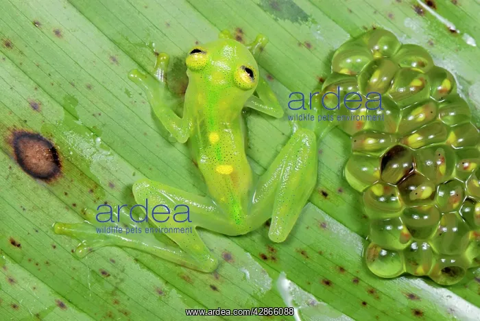 : Fleischmann's Glass Frog - female with her fully : Fleischmann's Glass Frog - female with her fully
