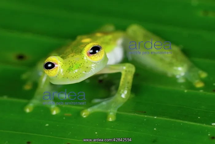 : Fleischmann's Glass Frog - male : Fleischmann's Glass Frog - male