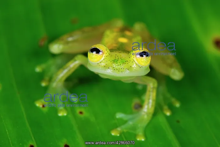 : Fleischmann's Glass Frog - male : Fleischmann's Glass Frog - male