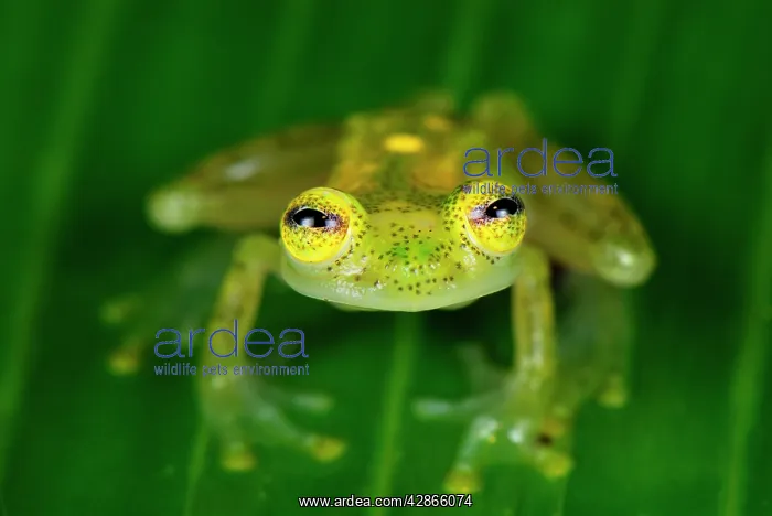 : Fleischmann's Glass Frog - male : Fleischmann's Glass Frog - male