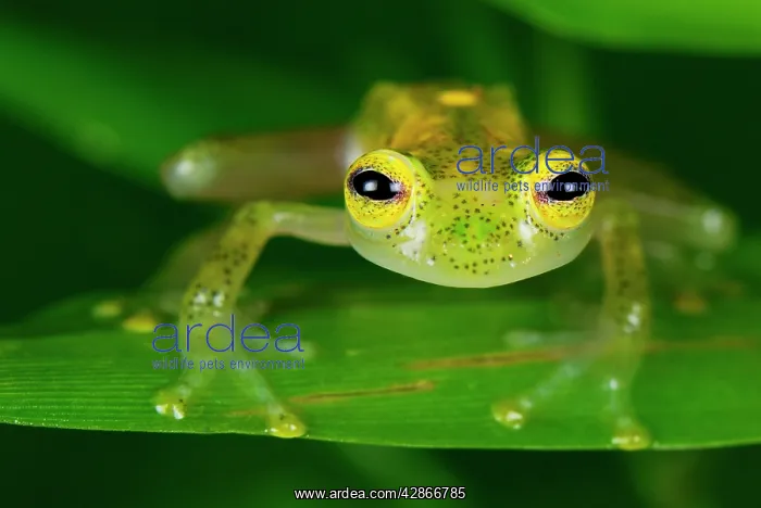 : Fleischmann's Glass Frog - male : Fleischmann's Glass Frog - male