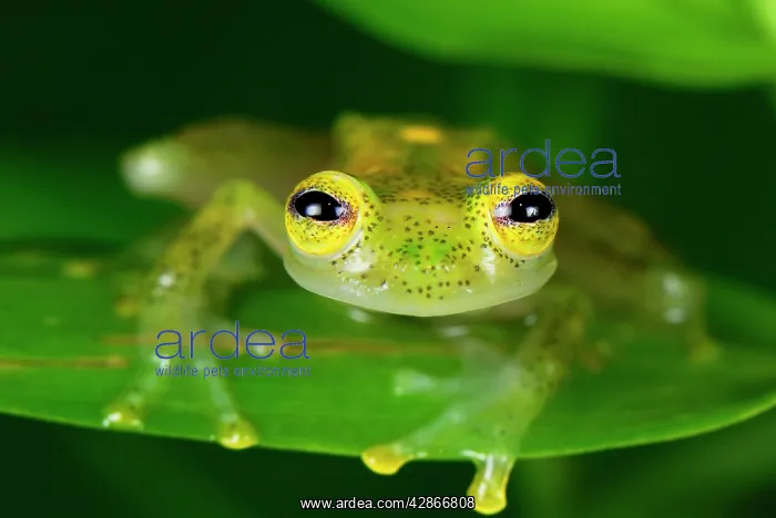 : Fleischmann's Glass Frog - male : Fleischmann's Glass Frog - male