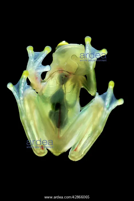 : Fleischmann's Glass Frog - view from beneath : Fleischmann's Glass Frog - view from beneath