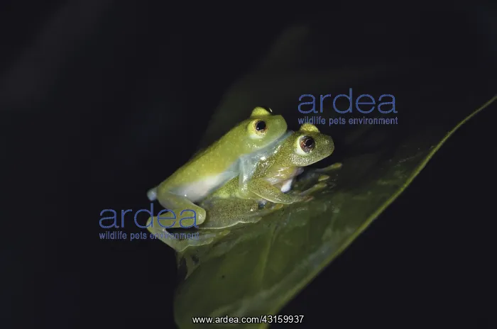 : Fleischmann's Glass Frogs : Fleischmann's Glass Frogs