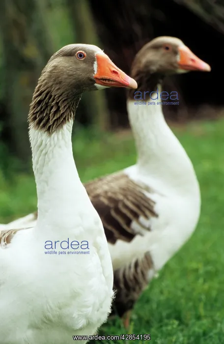  : Flemish Geese - two