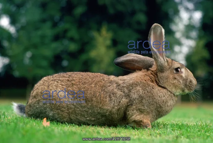 : Flemish Giant Rabbit : Flemish Giant Rabbit