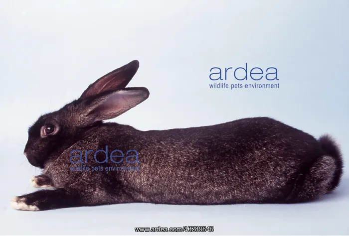 : FLEMISH GIANT RABBIT : FLEMISH GIANT RABBIT