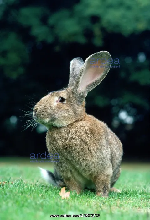  : Flemish Giant RABBIT - sitting in garden
