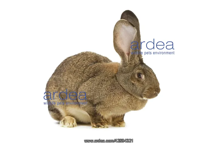  : Flemish Giant Rabbit - in studio