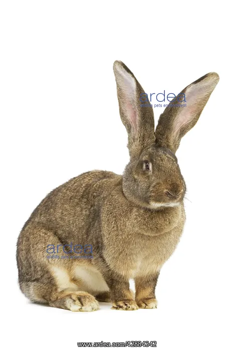  : Flemish Giant Rabbit - in studio