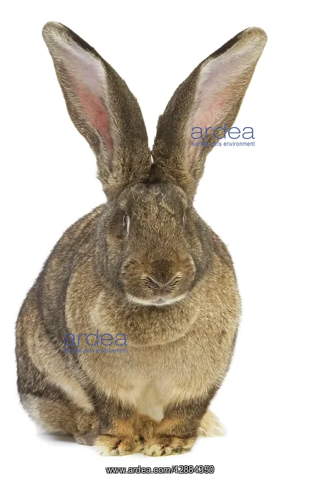  : Flemish Giant Rabbit - in studio