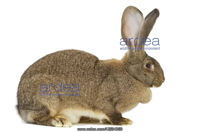  : Flemish Giant Rabbit - in studio