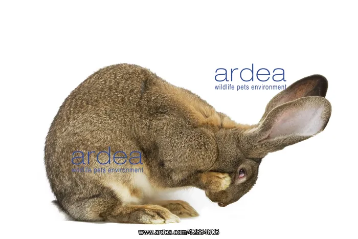  : Flemish Giant Rabbit - in studio