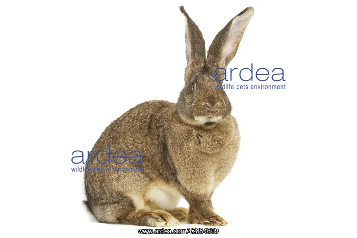  : Flemish Giant Rabbit - in studio