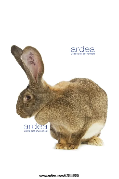 : Flemish Giant Rabbit - in studio showing identifying : Flemish Giant Rabbit - in studio showing identifying