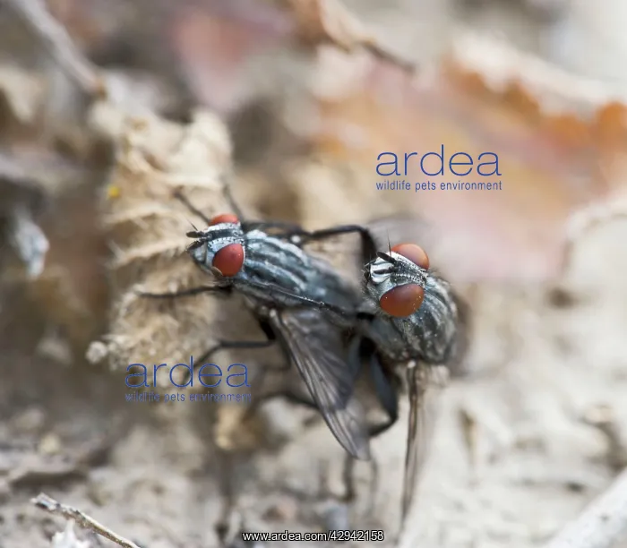 : Flesh flies - mating : Flesh flies - mating
