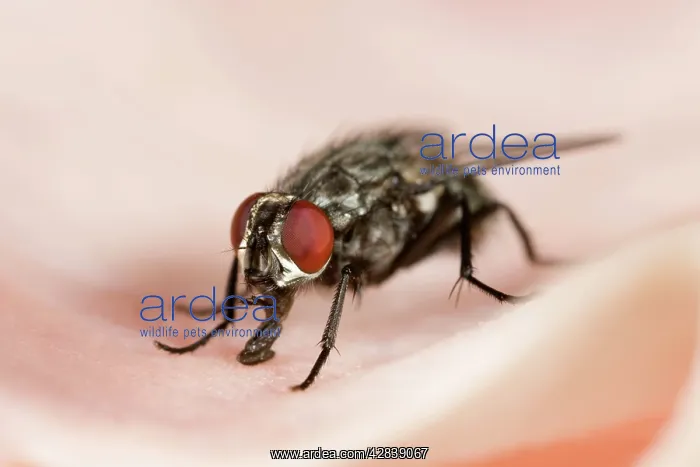 : Flesh Fly (Sarcophaga carnaria). Feeding on Ham : Flesh Fly (Sarcophaga carnaria). Feeding on Ham