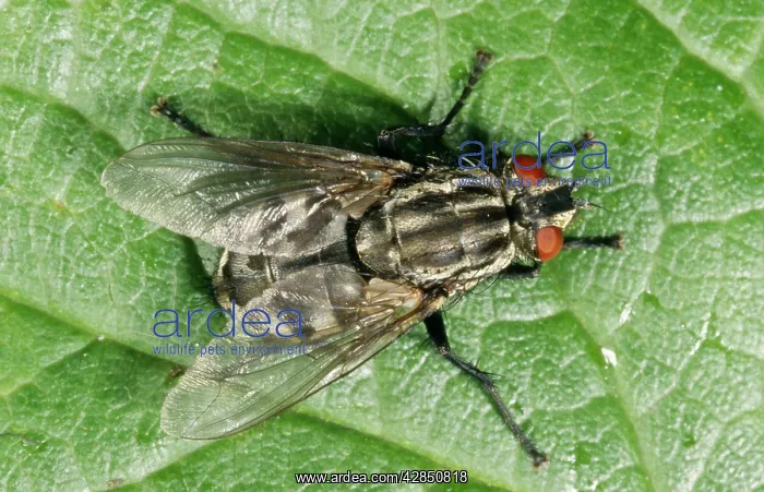 : Flesh FLY (Sarcopohaga carnaria). Lays live larvae on carrion : Flesh FLY (Sarcopohaga carnaria). Lays live larvae on carrion