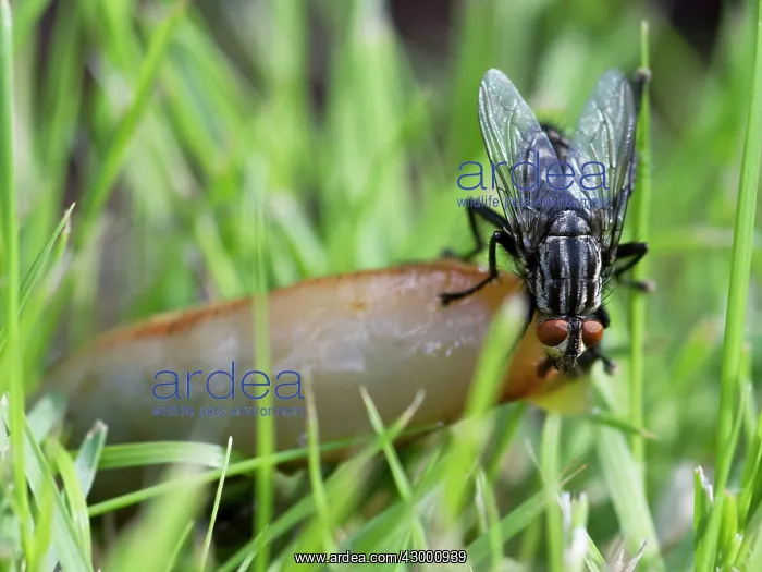 : Flesh Fly feeding on dead Arion slug UK (Sarcophagae sp.) : Flesh Fly feeding on dead Arion slug UK (Sarcophagae sp.)