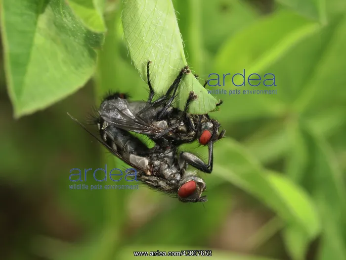 : Flesh Fly (Sarcophaga carnaria) couple mating on unidentified vegetation : Flesh Fly (Sarcophaga carnaria) couple mating on unidentified vegetation