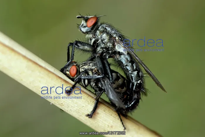  : Flesh Fly. Pair of Common Flesh Fly (Sarcophaga carnaria) mating on a dry stem